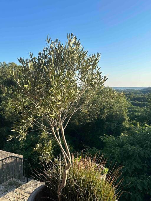 Villa Sous Le « Figuier » à Cornillon-Confoux Extérieur photo